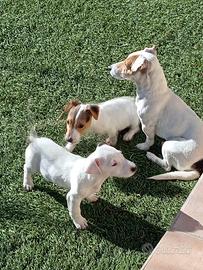 Cane jack russell