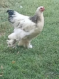 Gallo