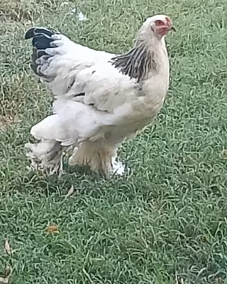 Gallo