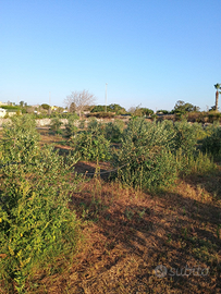 Terreno con uliveto