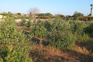 Terreno con uliveto