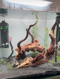Acquario