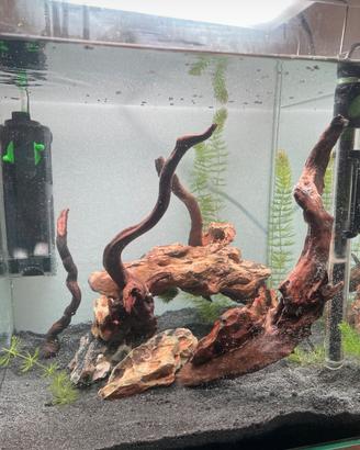 Acquario