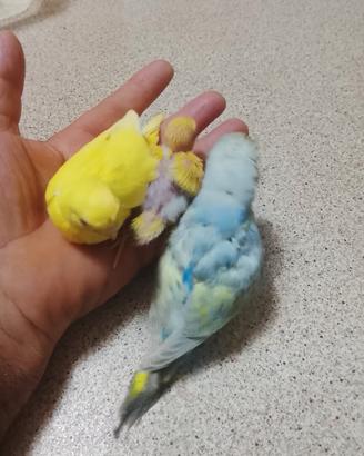 Uccelli