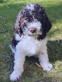 Lagotto romagnolo