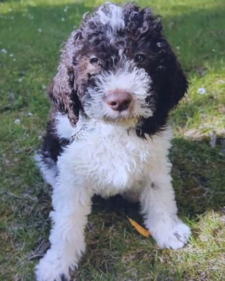 Lagotto romagnolo