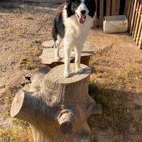 Cane border collie originale