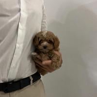 Maltipoo Albicocca scuro TOY Maltese Barboncino