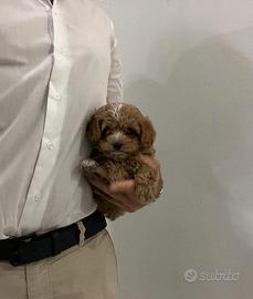 Maltipoo Albicocca scuro TOY Maltese Barboncino