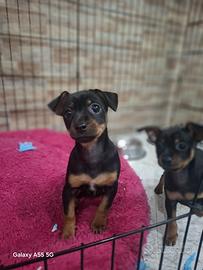 Princer Nano pincher princher