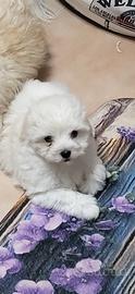 Maltese