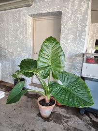 Piante Musa Giganti 