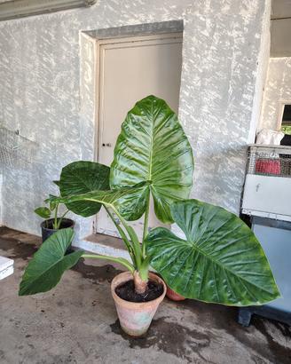 Piante Musa Giganti 