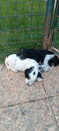 Cuccioli di setter