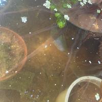 Avannotti di guppy (poecilia reticulata)