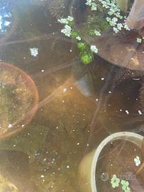 Avannotti di guppy (poecilia reticulata)