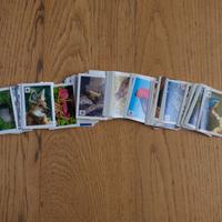 Figurine album WWF Coop