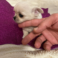 Chihuahua mini Toy