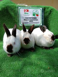 Conigli california