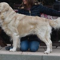 GOLDEN RETRIEVER disponibile per MONTA