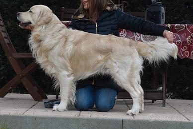 GOLDEN RETRIEVER disponibile per MONTA