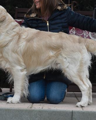 GOLDEN RETRIEVER disponibile per MONTA