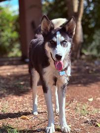 Cane husky femmina