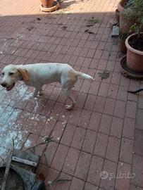 cane cucciolo 
