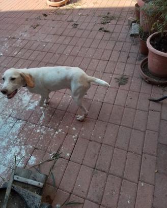 cane cucciolo 