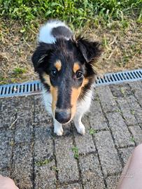 Cucciola Collie disponibile