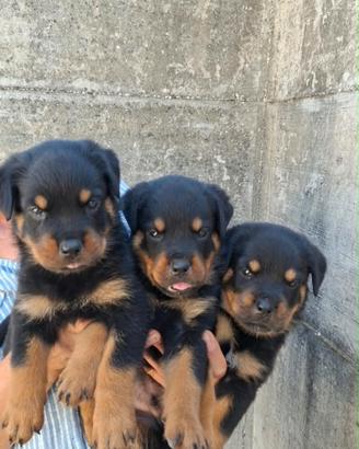 Cucciolata rottweiler con pedigree nati 23/07/26
