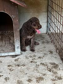 Lagotta springer da tartufo