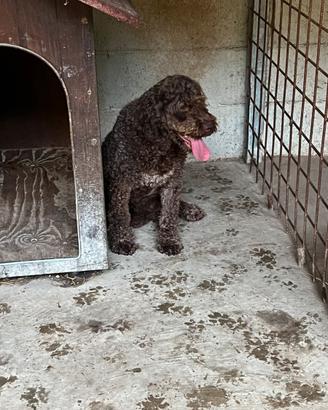 Lagotta springer da tartufo