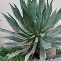 pianta grassa(agave gigante)