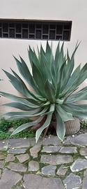pianta grassa(agave gigante)