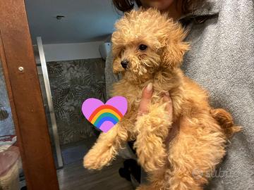 Barboncino mini mini toy