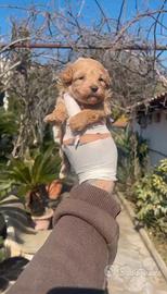 Barboncino mini toy albicocca 2M 2F x metà maggio