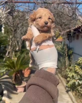 Barboncino mini toy albicocca 2M 2F x metà maggio