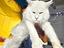 Immagine 6