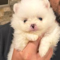 Volpino di pomerania Spitz nano con pedigree