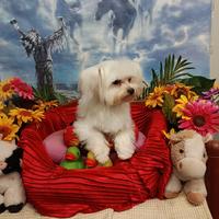 Cucciolo Maschio disponibile Taglia Mini Maltese
