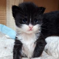 Cuccioli Maine Coon con Pedigree