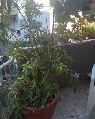 Come vendere una pianta