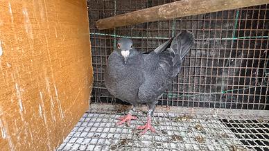 Colombo viaggiatore femmina