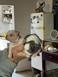 I chihuahua piccolissima taglia dolcissimi