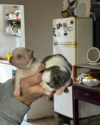 I chihuahua piccolissima taglia dolcissimi