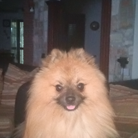 Stallone da monta???? spitz pomerania peso kg 2.8