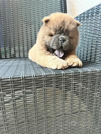 Cane originale chow chow