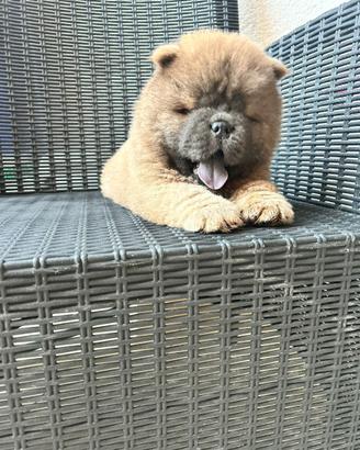Cane originale chow chow