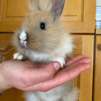 Coniglio nano